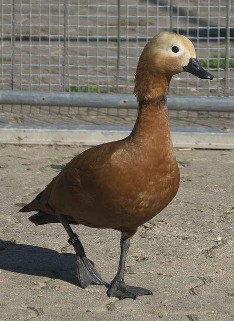 目光